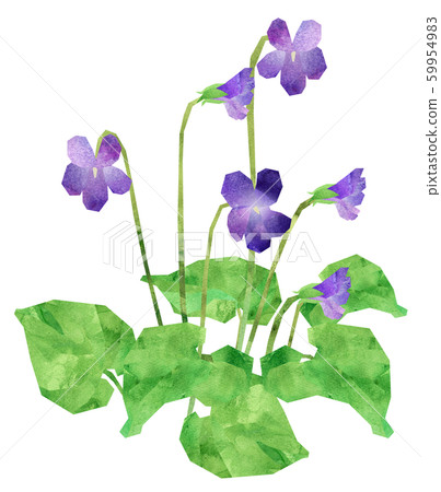 Violet Violet 59954983