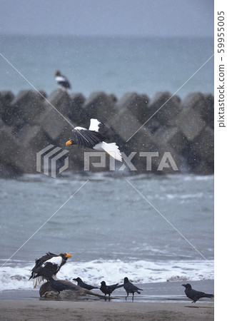 Steller's sea eagle and crows (Hokkaido) Steller's sea eagle and crows (Hokkaido) 59955005