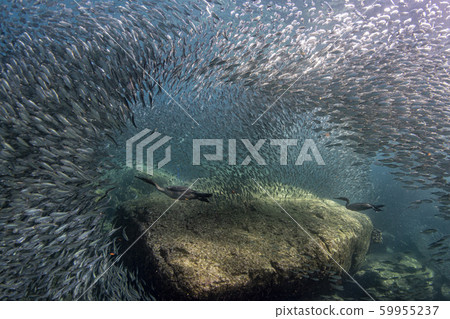 cormorant while fishing underwater in bait ball 59955237