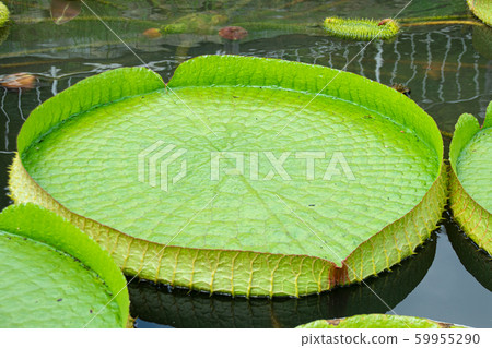 The leaves of a giant lobster floating in a pond The leaves of a giant lobster floating in a pond 59955290