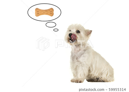 West highland white terrier dog thinking of food West highland white terrier dog thinking of food 59955314