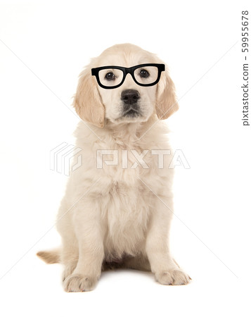 Cute golden retriever puppy with black glasses Cute golden retriever puppy with black glasses 59955678