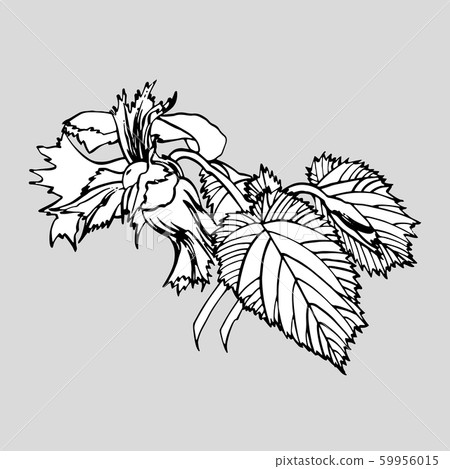 Realistic illustration of hazelnuts. Set of graphic hazelnuts elements, hand painted isolated on a white background. Realistic illustration of hazelnuts. Set of graphic hazelnuts elements, hand painted isolated on a white background. 59956015
