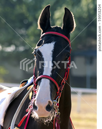 Portrait horse. 59958204