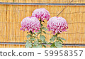 菊花 59958357