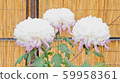 菊花 59958361