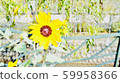 花 59958366