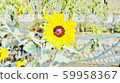 花 59958367