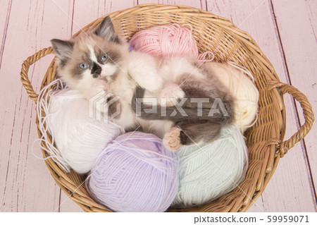 Cute ragdoll baby cat lying in a basket with wool 59959071