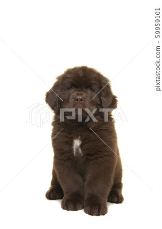 Sitting brown Newfoundland dog puppy 59959101