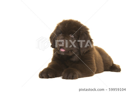 Cute brown Newfoundland dog puppy lying down Cute brown Newfoundland dog puppy lying down 59959104