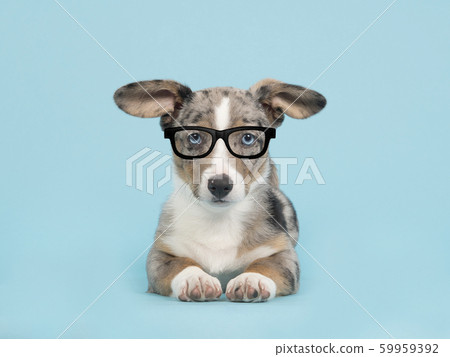 Welsh corgi puppy with black glasses 59959392