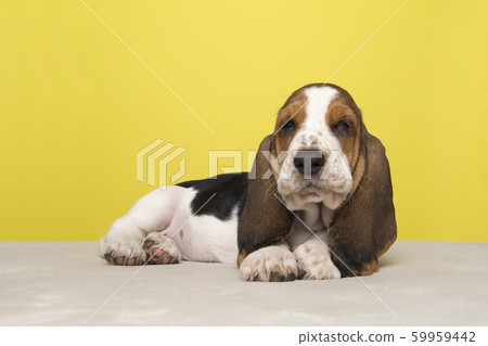 Cute basset hound puppy lying down on yellow Cute basset hound puppy lying down on yellow 59959442