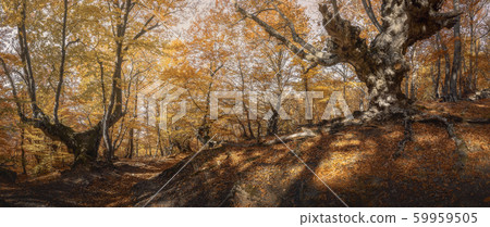 Two beech trees in autumn forest. Panorama of beautiful beechwood Two beech trees in autumn forest. Panorama of beautiful beechwood 59959505