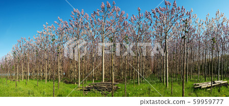 Plantation of blossoming Paulownia trees in the 59959777