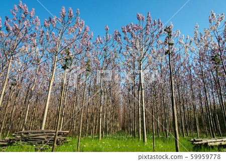 Plantation of blossoming Paulownia trees in the 59959778