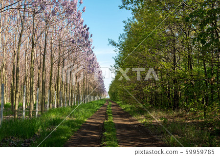 Plantation of blossoming Paulownia trees and 59959785