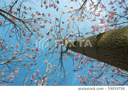 Blossoming Paulownia trees in the spring - view 59959786