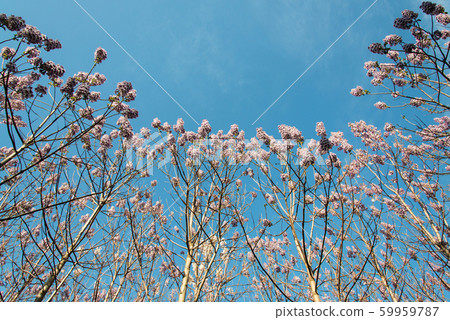 Blossoming Paulownia trees in the spring - view 59959787