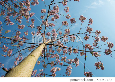 Blossoming Paulownia trees in the spring - view 59959788