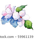 White flower. Isolated flower illustration element. Background illustration set. Watercolour drawing 59961139