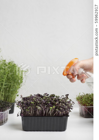 Female hand with spray watering microgreens over gray Female hand with spray watering microgreens over gray 59962917