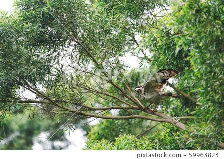 Kammuriwashi 59963823