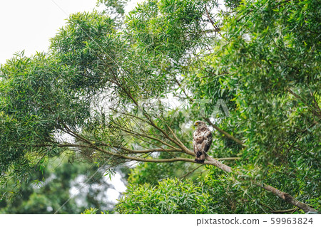 Kammuriwashi 59963824