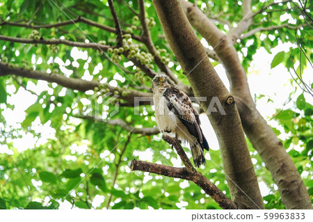 Kammuriwashi 59963833