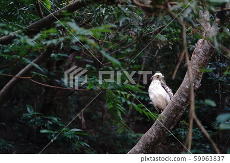 Kammuriwashi Kammuriwashi 59963837