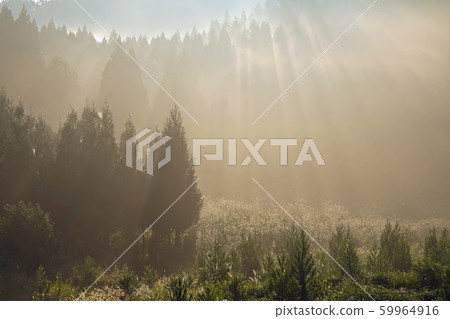 林業雪鬆成長 59964916