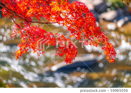 Korankei maple background bokeh [Aichi Prefecture] 59965056
