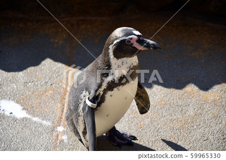 Penguin cute Penguin cute 59965330