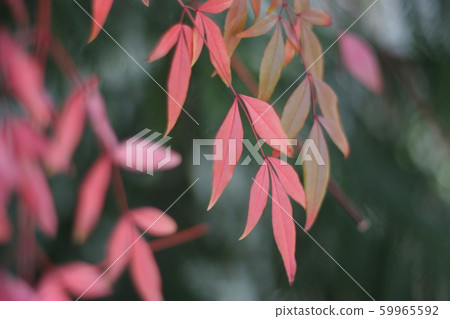 首爾seonyudo秋葉 59965592