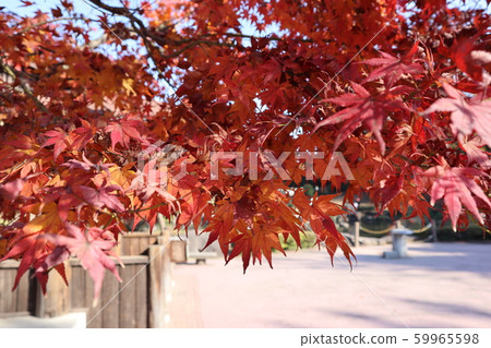 秋天的樹葉 59965598