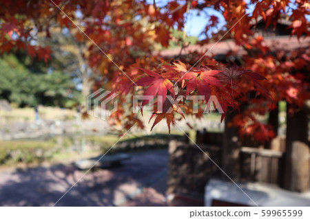 秋天的樹葉 59965599