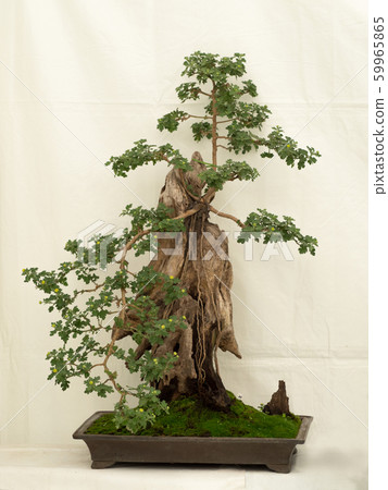 菊花盆景製作 59965865