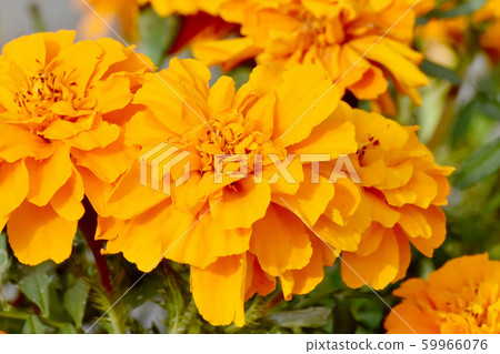 Orange Marigold Blooming in Mitaka Nakahara Orange Marigold Blooming in Mitaka Nakahara 59966076