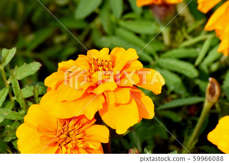 Orange Marigold Blooming in Mitaka Nakahara 59966088