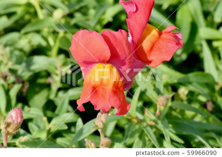 Orange Snapdragon blooming in Mitaka Nakahara 59966090