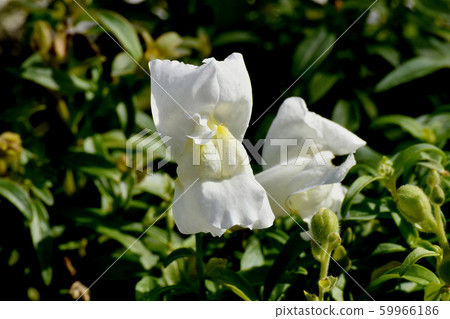 Yellow goldfish blooming in Mitaka Nakahara 59966186