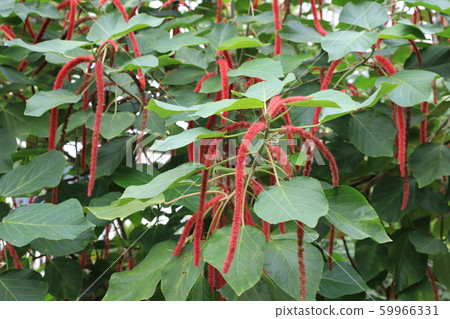 紅色的樹 59966331