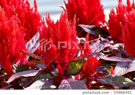 Red Celosia (chicken head) flowers blooming in Mitaka Nakahara Red Celosia (chicken head) flowers blooming in Mitaka Nakahara 59966491