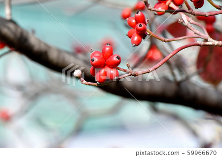 Red dogwood fruit to be in Mishima Nakahara Red dogwood fruit to be in Mishima Nakahara 59966670
