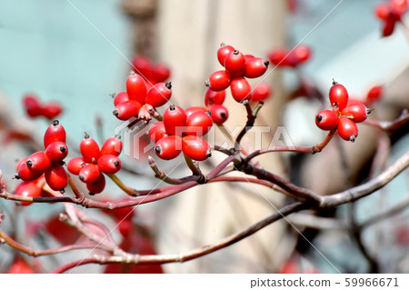 紅山茱萸果實在三島中原 59966671