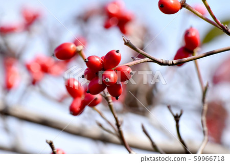 紅山茱萸果實在三島中原 紅山茱萸果實在三島中原 59966718