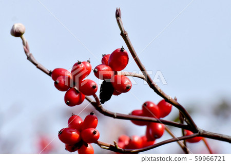 紅山茱萸果實在三島中原 59966721