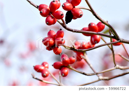 紅山茱萸果實在三島中原 59966722