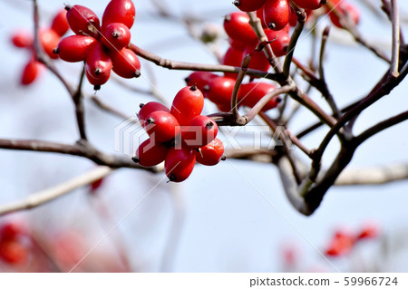 紅山茱萸果實在三島中原 59966724