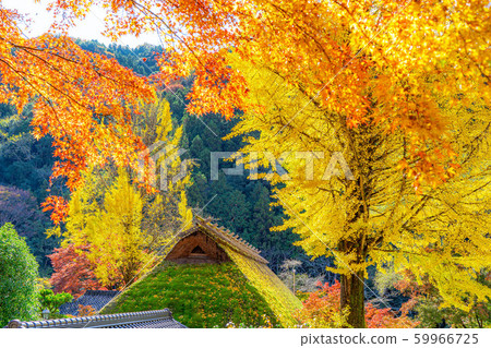 Korankei Ginkgo, Autumn leaves, thatched roof [Aichi Prefecture] 59966725
